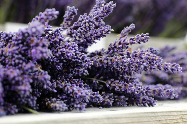 Découvrez les fleurs et senteurs typiques de Provence
