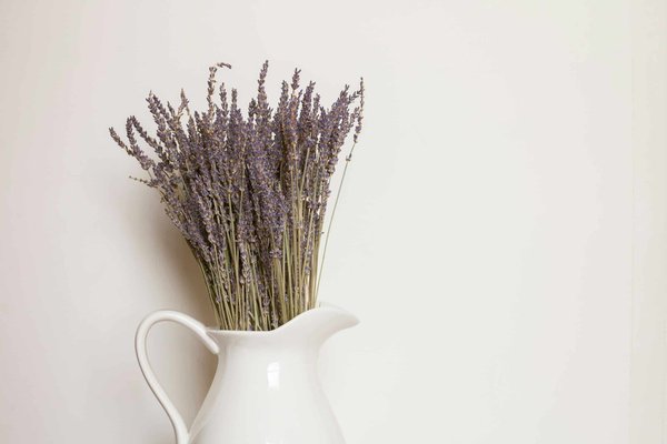 Les plantes aromatiques de Provence : une explosion de saveurs et de parfums